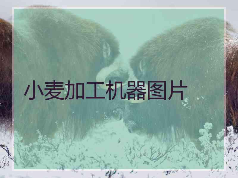 小麦加工机器图片
