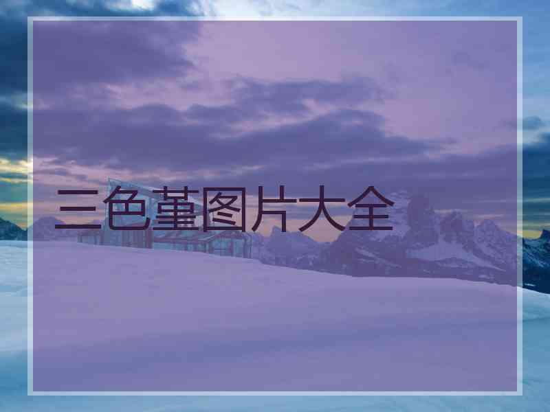 三色堇图片大全