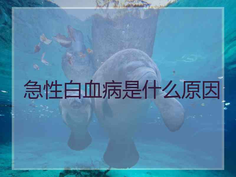 急性白血病是什么原因