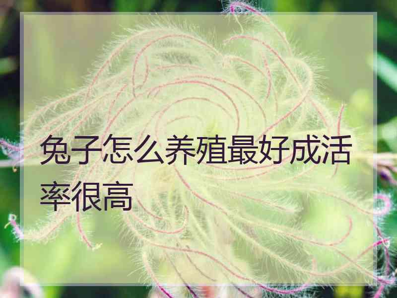 兔子怎么养殖最好成活率很高