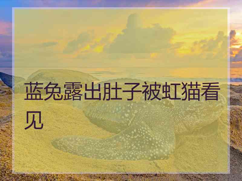 蓝兔露出肚子被虹猫看见