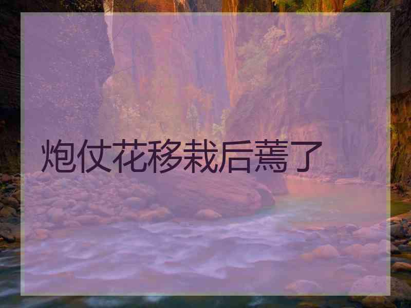 炮仗花移栽后蔫了