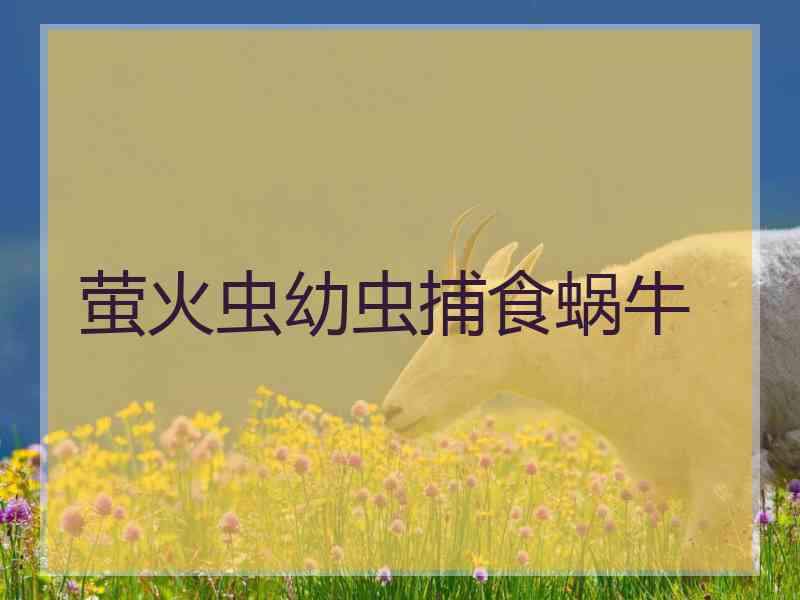 萤火虫幼虫捕食蜗牛