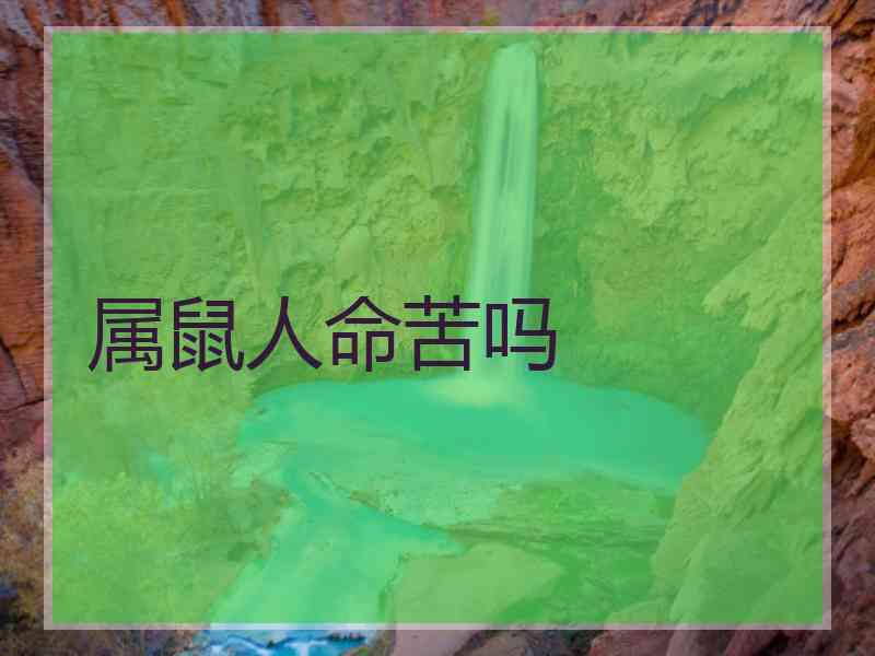 属鼠人命苦吗