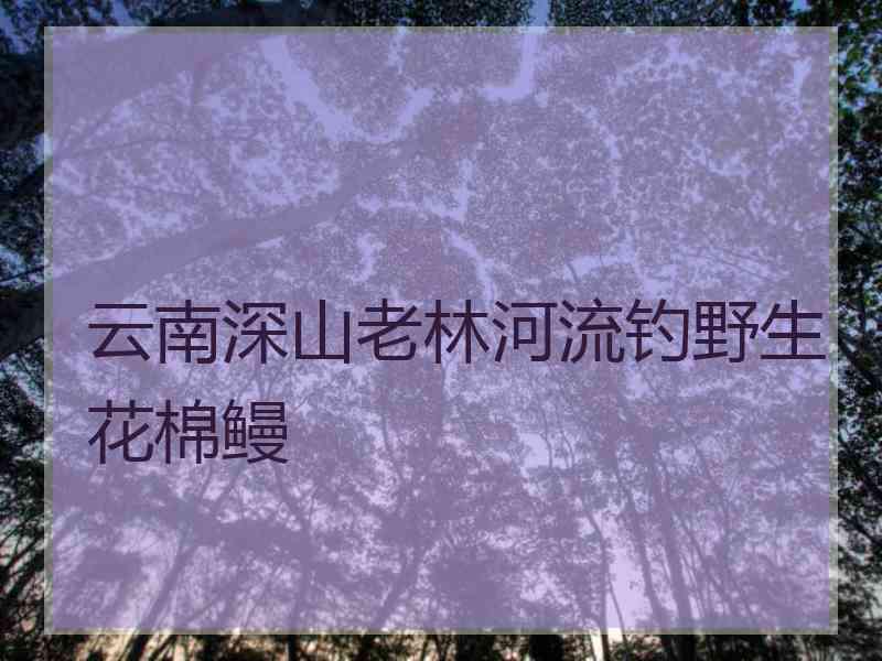 云南深山老林河流钓野生花棉鳗