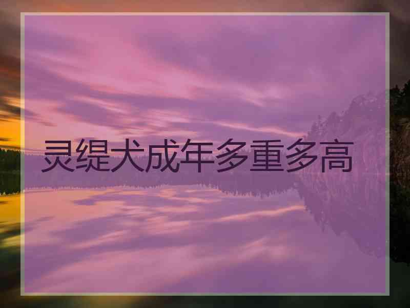 灵缇犬成年多重多高