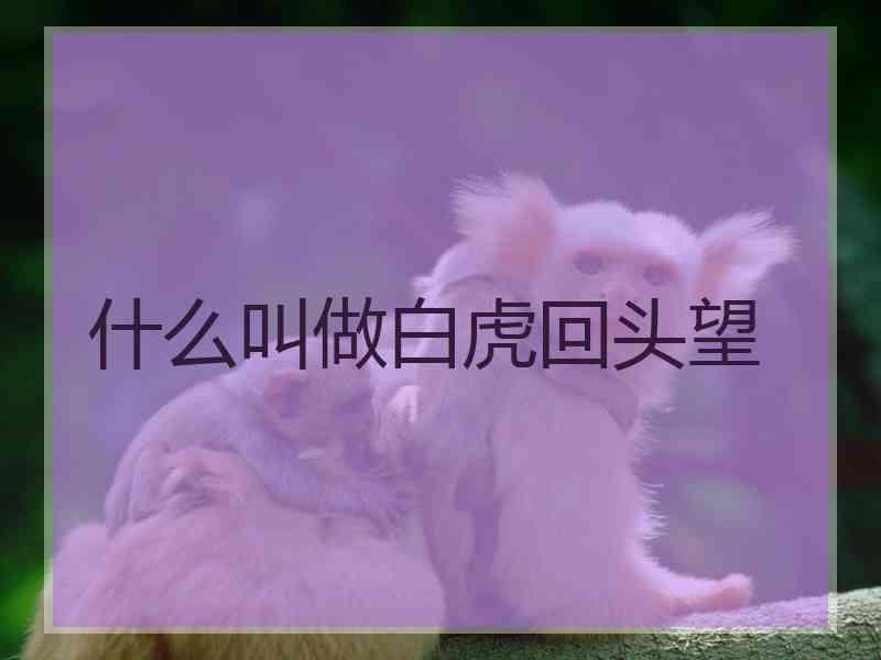 什么叫做白虎回头望