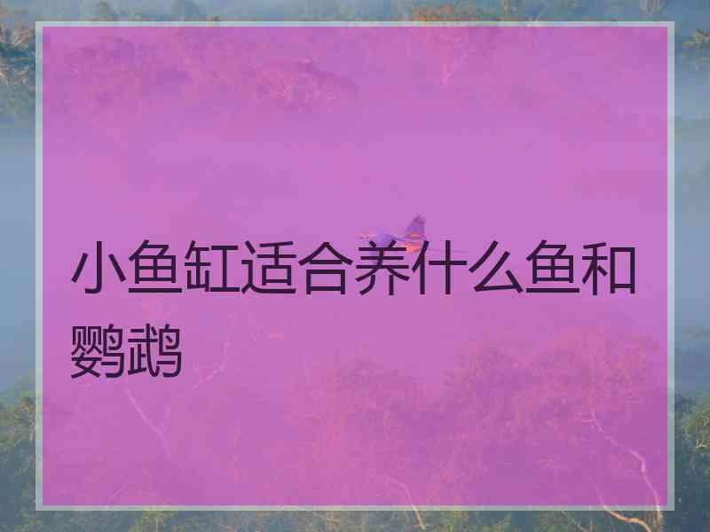 小鱼缸适合养什么鱼和鹦鹉