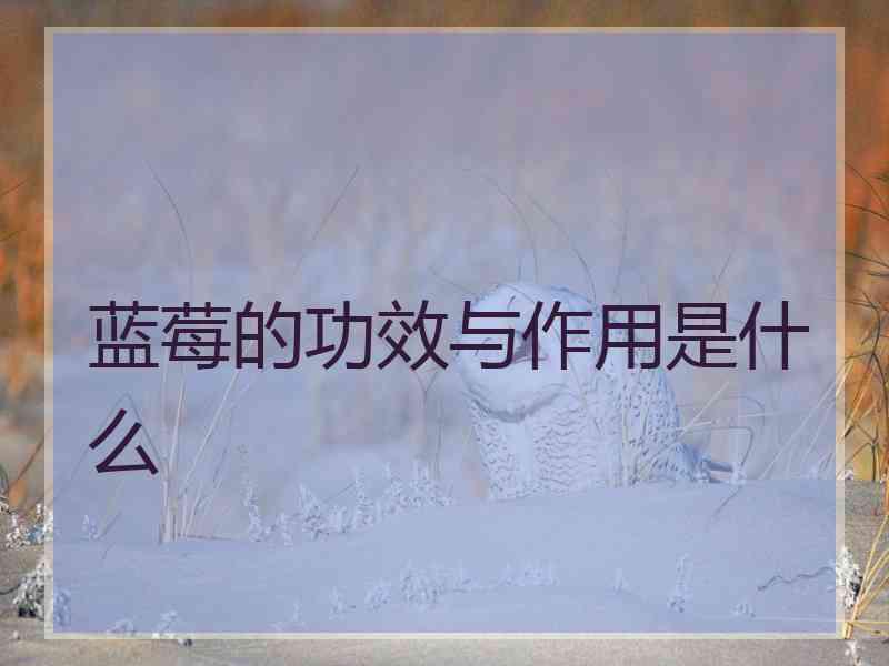 蓝莓的功效与作用是什么