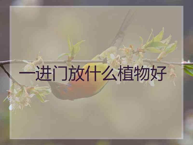 一进门放什么植物好