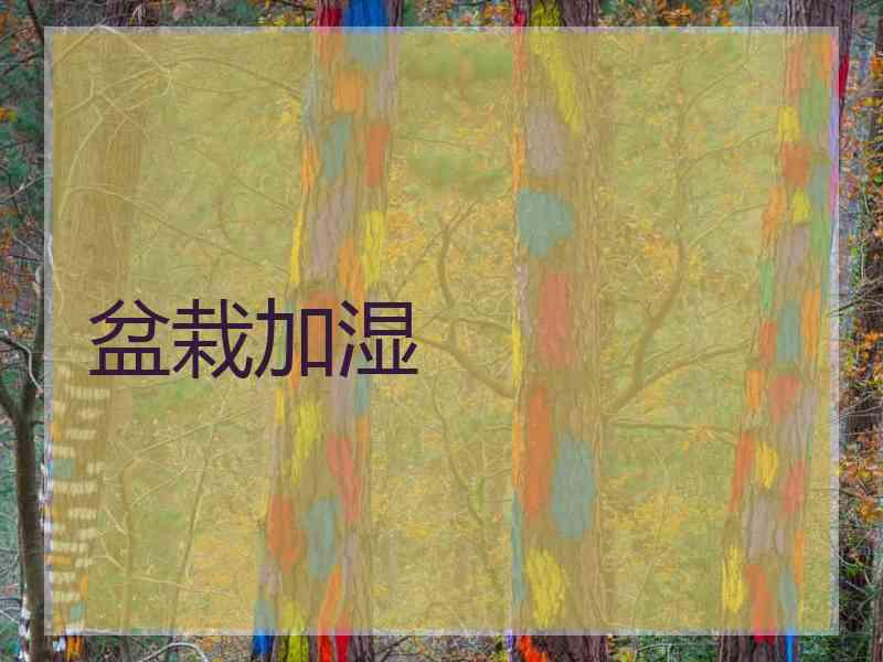 盆栽加湿