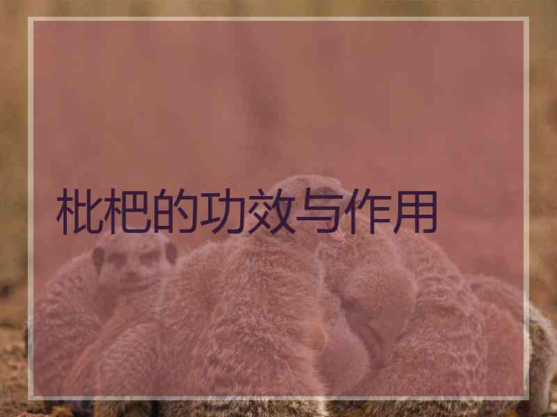 枇杷的功效与作用