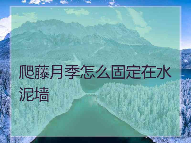 爬藤月季怎么固定在水泥墙