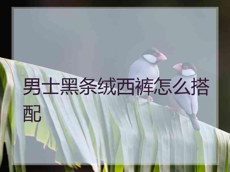 男士黑条绒西裤怎么搭配