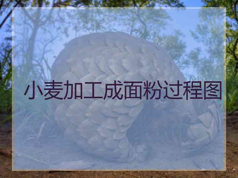 小麦加工成面粉过程图