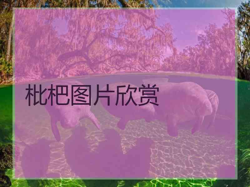 枇杷图片欣赏