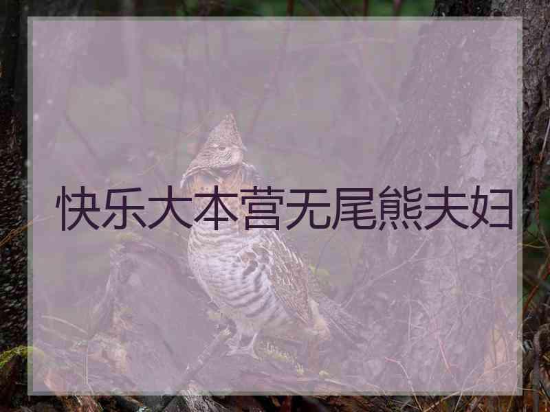 快乐大本营无尾熊夫妇