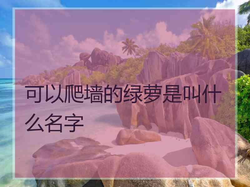 可以爬墙的绿萝是叫什么名字