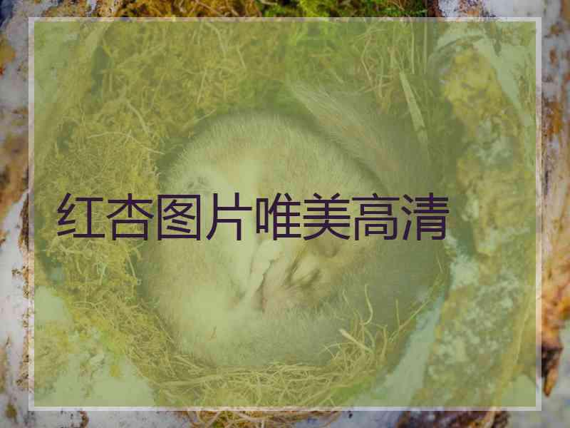 红杏图片唯美高清