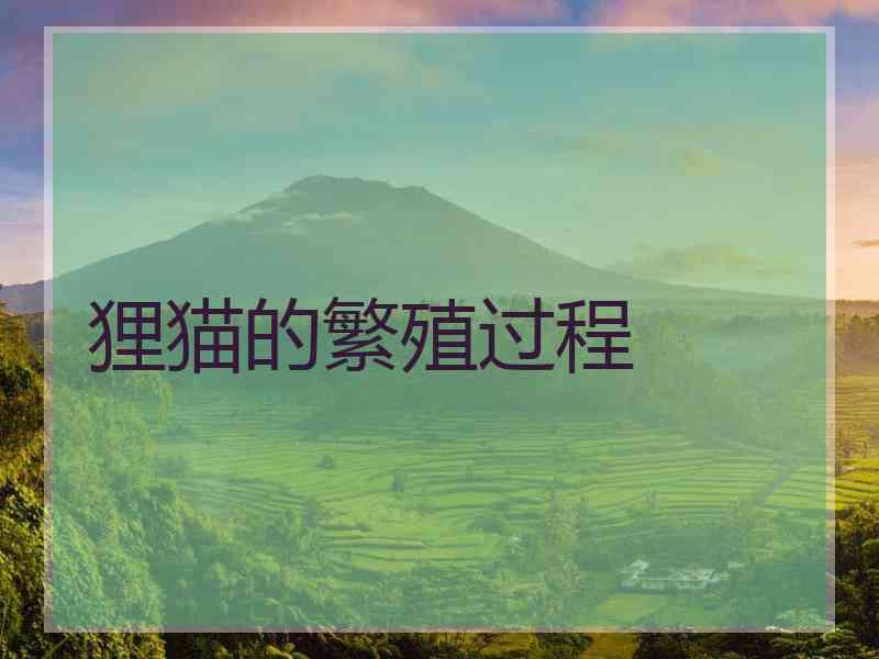 狸猫的繁殖过程