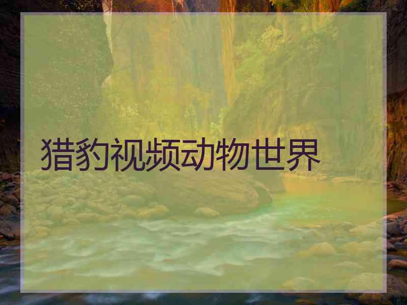 猎豹视频动物世界