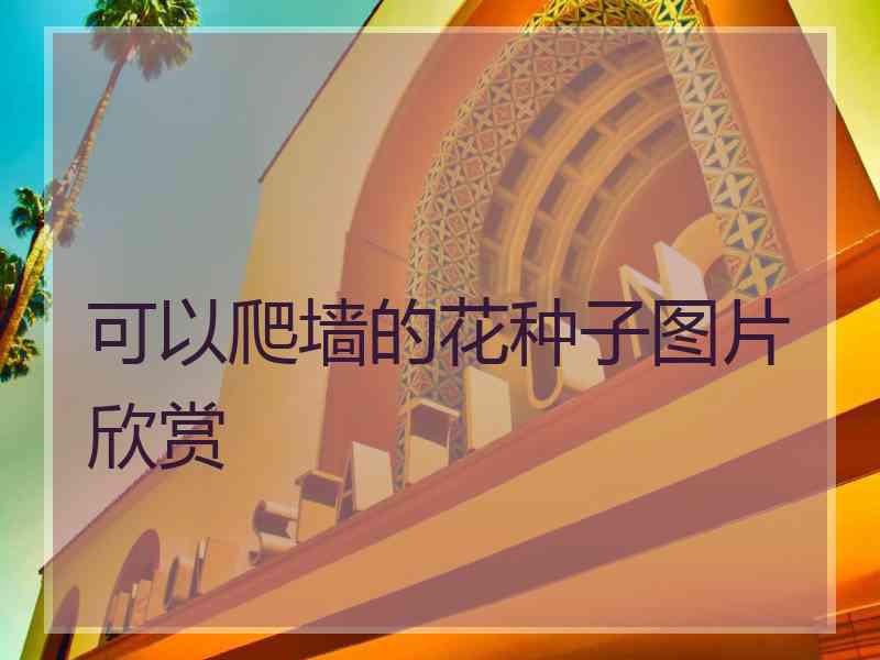可以爬墙的花种子图片欣赏