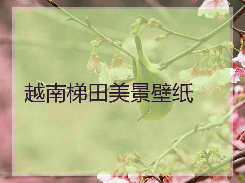 越南梯田美景壁纸