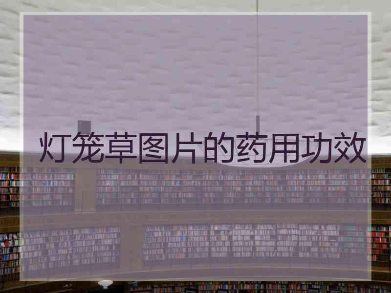 灯笼草图片的药用功效