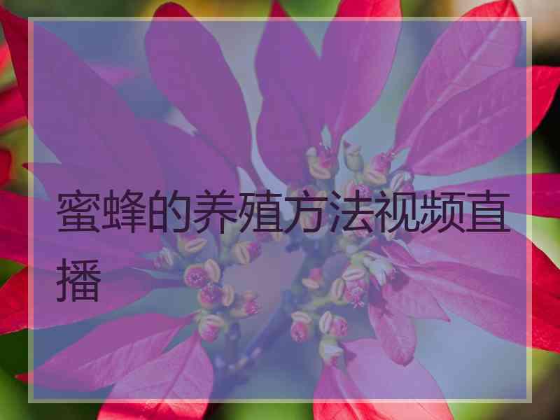 蜜蜂的养殖方法视频直播