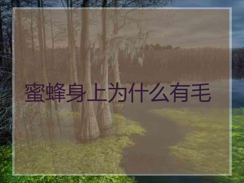 蜜蜂身上为什么有毛