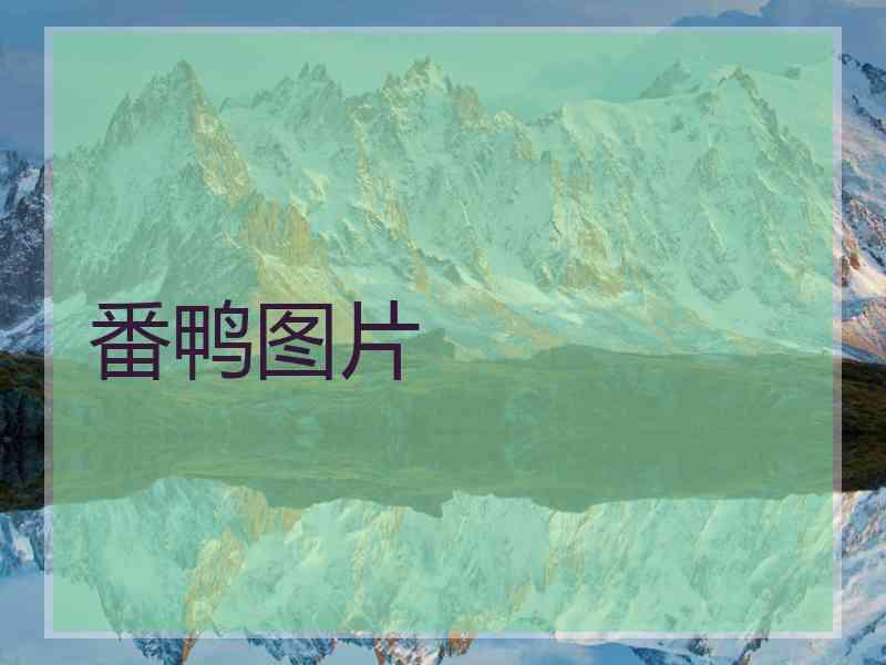 番鸭图片