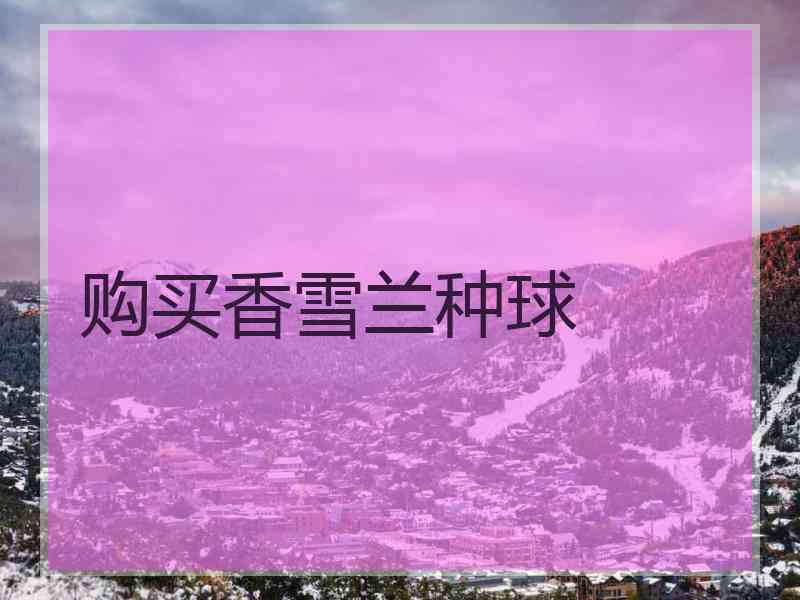 购买香雪兰种球