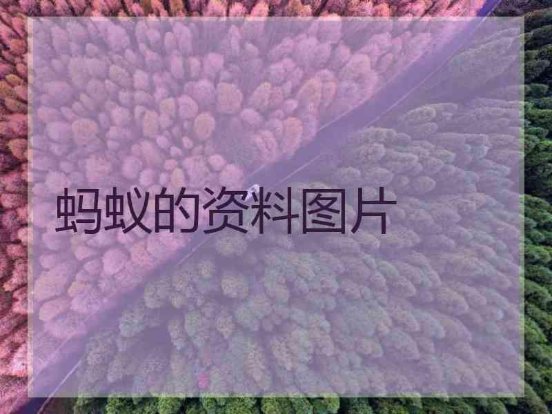 蚂蚁的资料图片