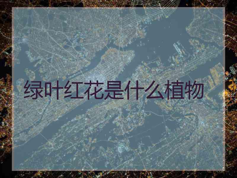 绿叶红花是什么植物