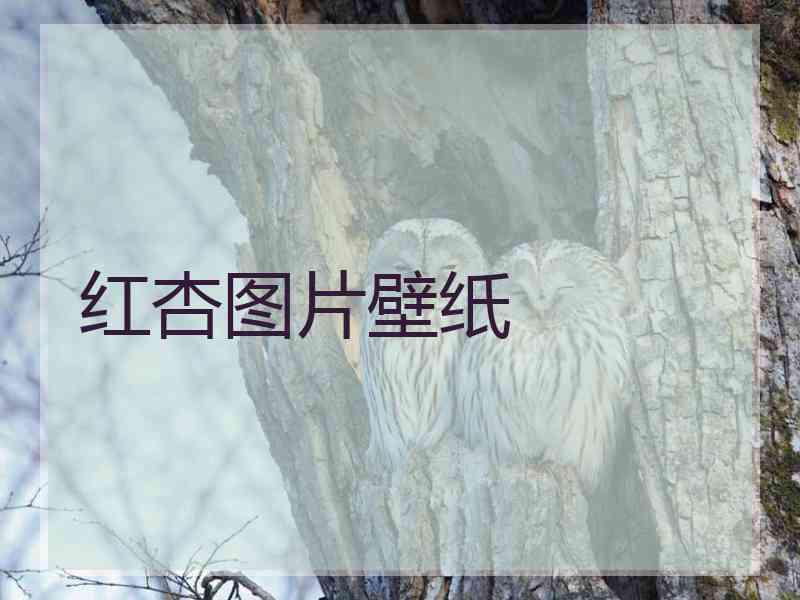 红杏图片壁纸