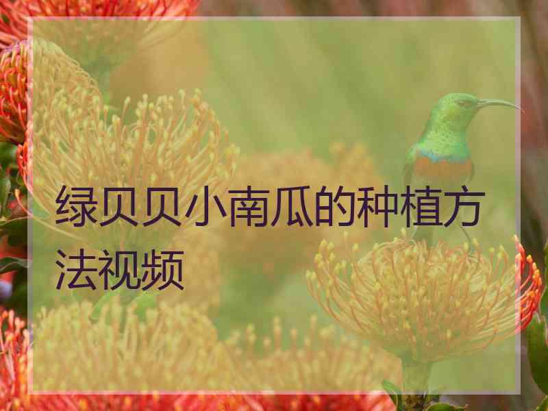 绿贝贝小南瓜的种植方法视频