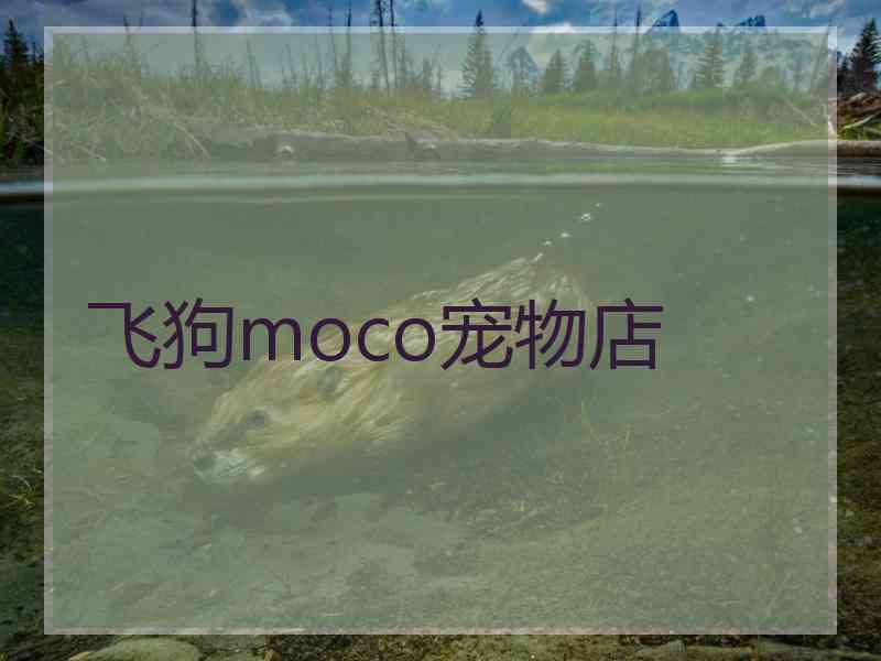 飞狗moco宠物店