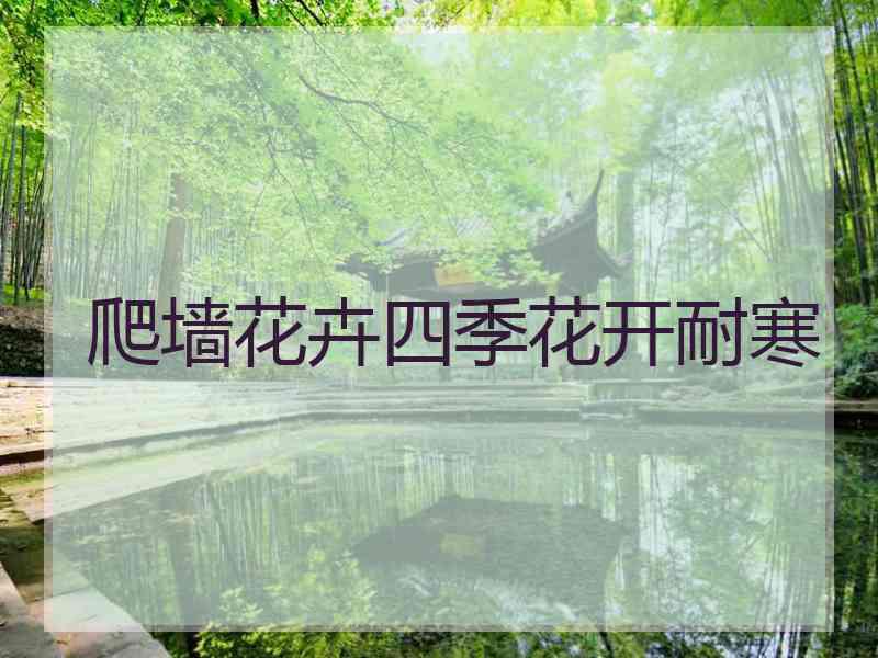 爬墙花卉四季花开耐寒