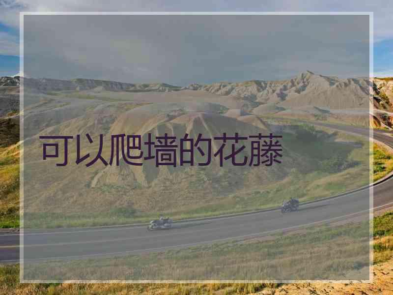 可以爬墙的花藤