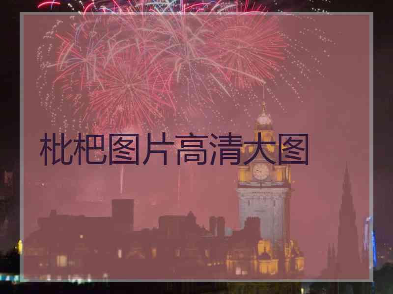 枇杷图片高清大图