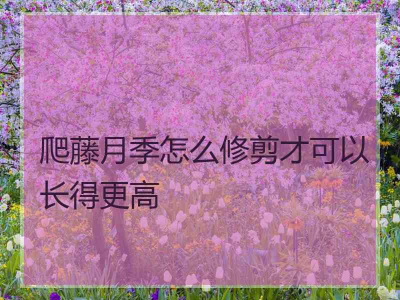 爬藤月季怎么修剪才可以长得更高