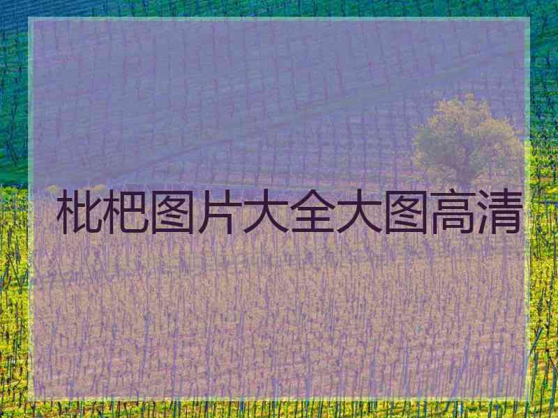枇杷图片大全大图高清