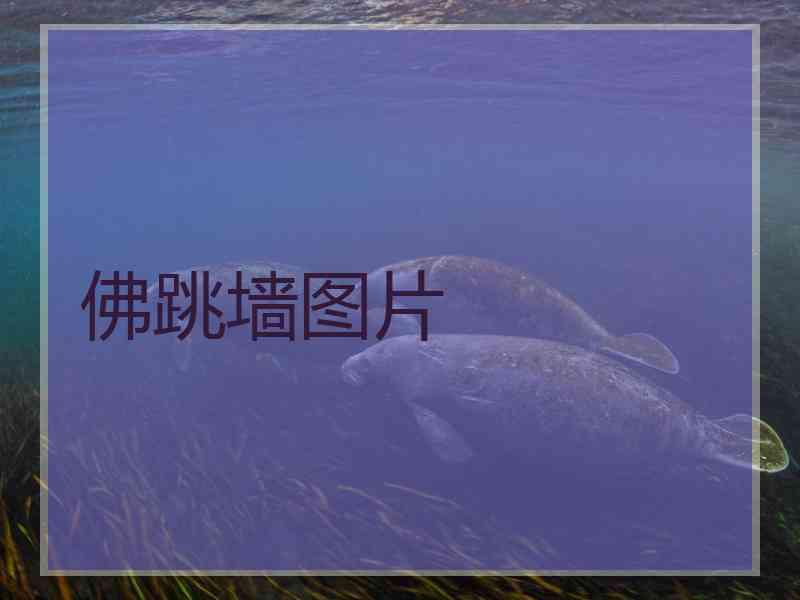 佛跳墙图片
