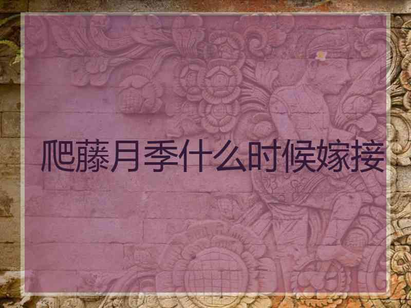 爬藤月季什么时候嫁接