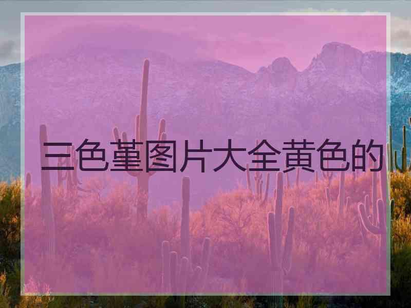 三色堇图片大全黄色的