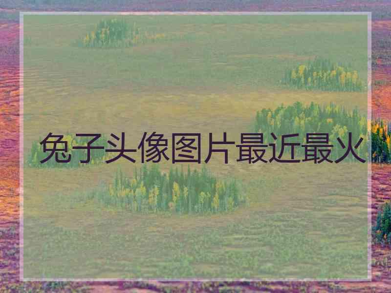 兔子头像图片最近最火