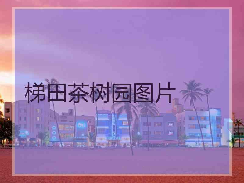 梯田茶树园图片