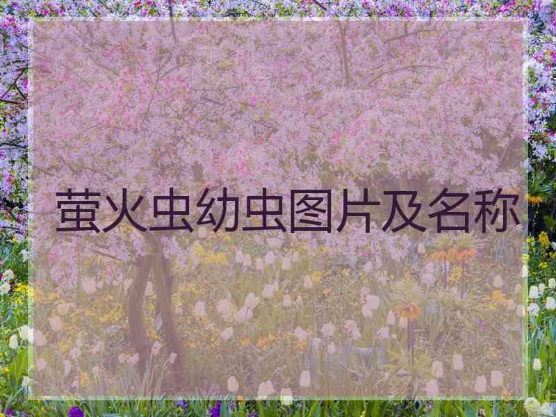 萤火虫幼虫图片及名称
