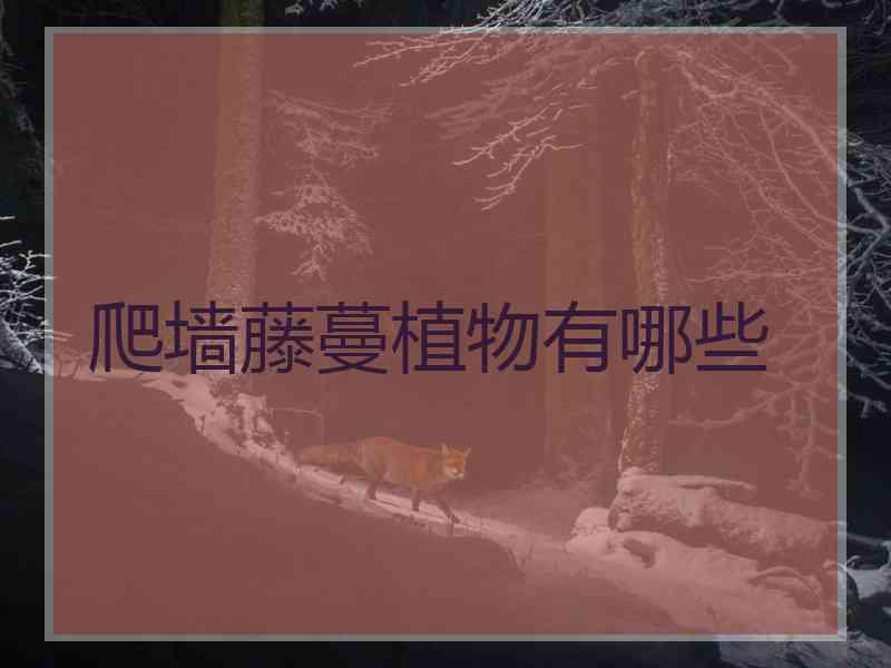 爬墙藤蔓植物有哪些
