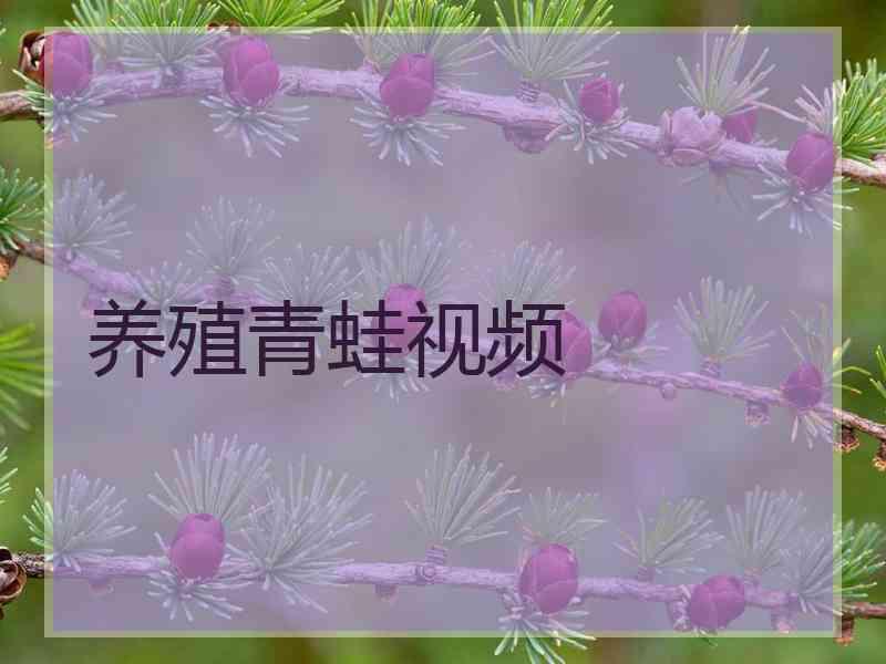 养殖青蛙视频